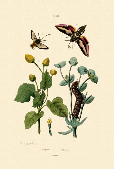 Privet Hawkmoth from French School, (19th century)