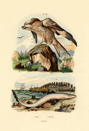 Red Kite from French School, (19th century)