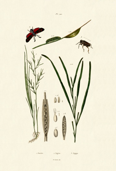 Seagrass from French School, (19th century)