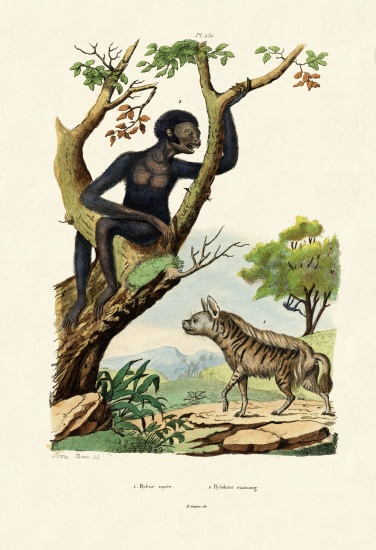 Siamang from French School, (19th century)