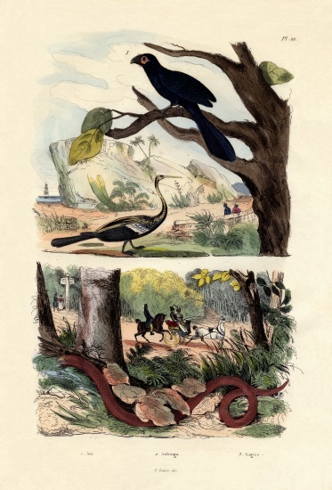 Smooth-billed Ani from French School, (19th century)