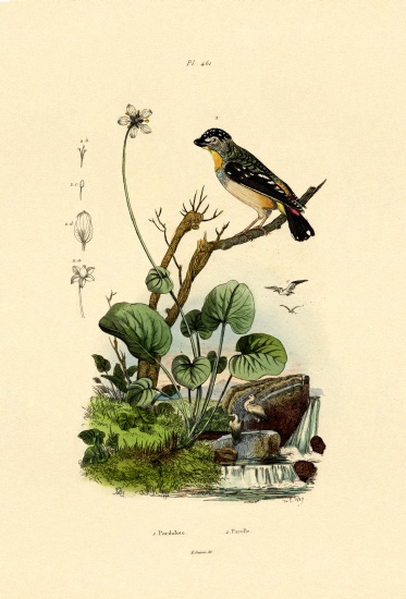 Spotted Pardalote from French School, (19th century)