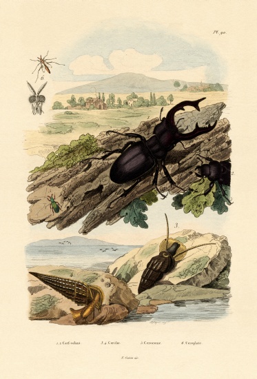 Stag Beetle from French School, (19th century)