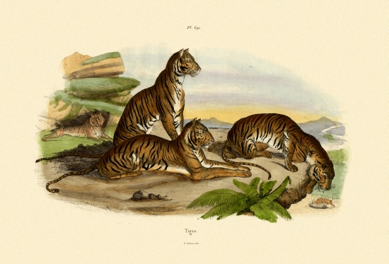 Tigers from French School, (19th century)