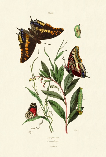 Two-tailed Pasha from French School, (19th century)