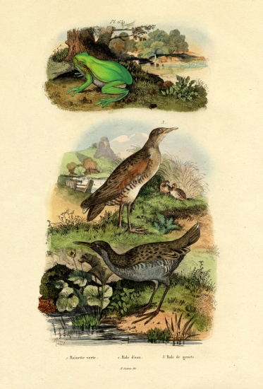 Water Rail from French School, (19th century)
