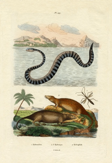 Water Rat from French School, (19th century)