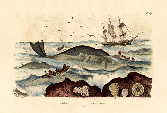 Whale from French School, (19th century)