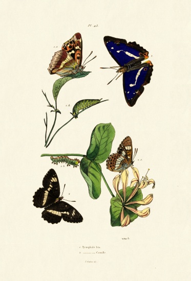 White Admiral from French School, (19th century)