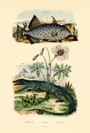 Whitespotted Filefish from French School, (19th century)