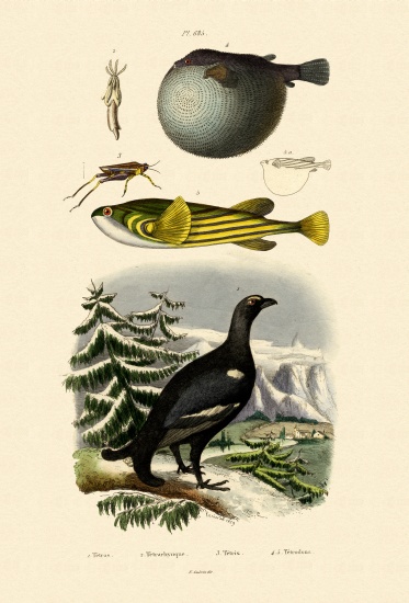 Wood Grouse from French School, (19th century)
