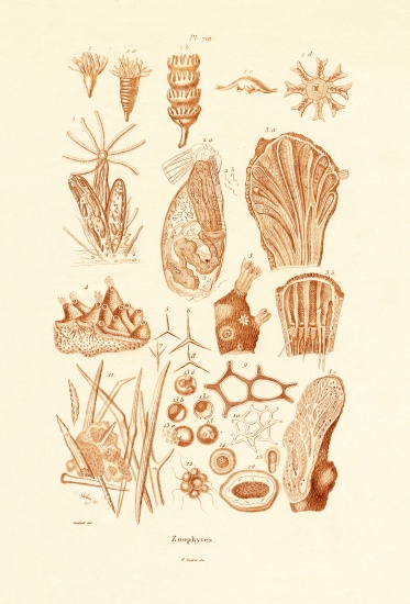 Zoophytes from French School, (19th century)