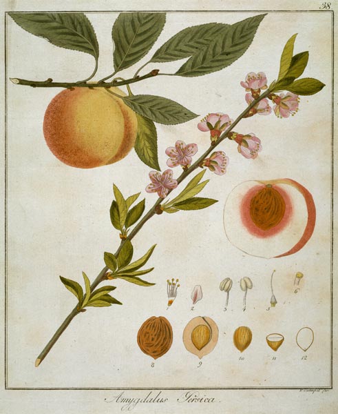 Apricot / Etching by Guimpel from Friedrich Guimpel