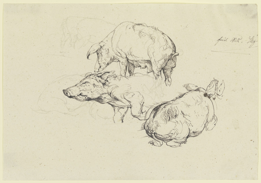 Drei Schweine from Friedrich Nerly