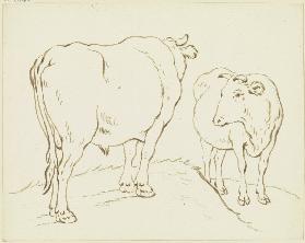 Begegnung zweier Rinder, der etwas erhöht stehende Ochse links in Verkürzung rückansichtig, das rech