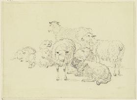 Sieben Schafe