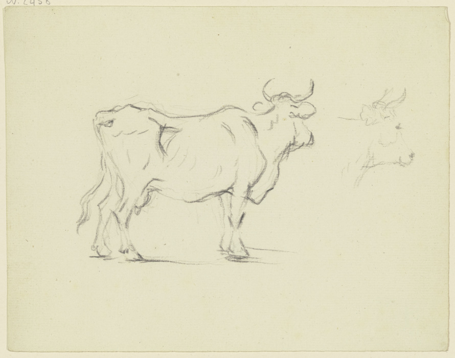 Stehende Kuh im verlorenen Profil nach rechts, daneben ein weiteres Rind from Friedrich Wilhelm Hirt