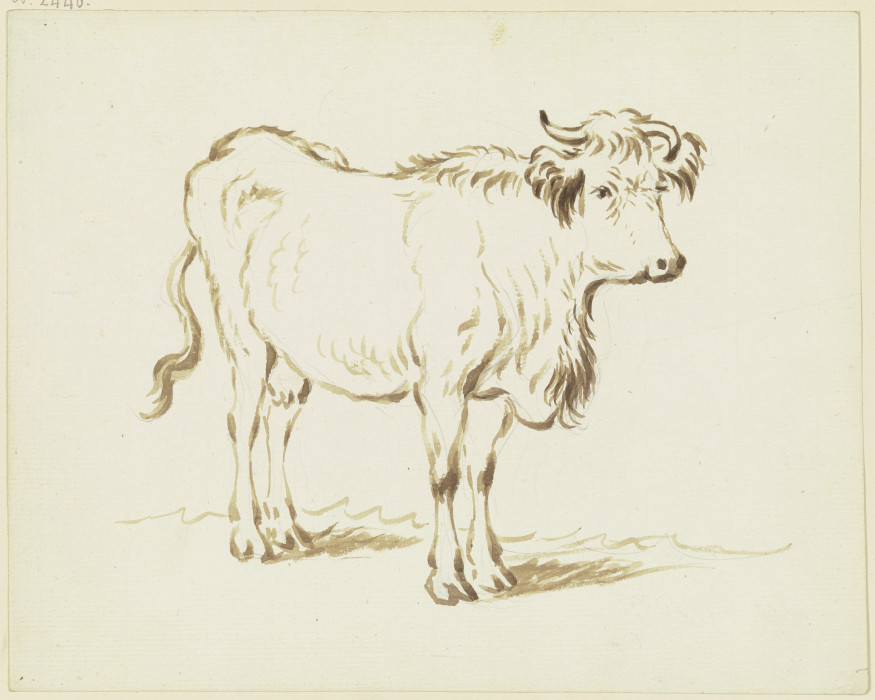 Stehende Kuh nach rechts, in Verkürzung halb von vorn gesehen from Friedrich Wilhelm Hirt