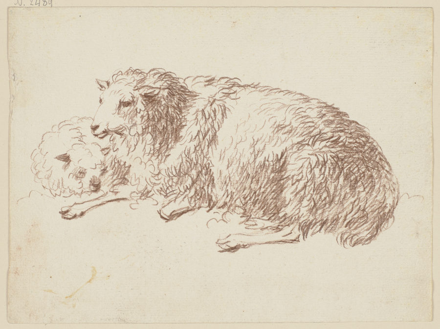 Zwei liegende Schafe from Friedrich Wilhelm Hirt