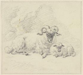 Zwei liegende Schafe