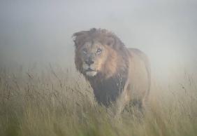 King in the mist