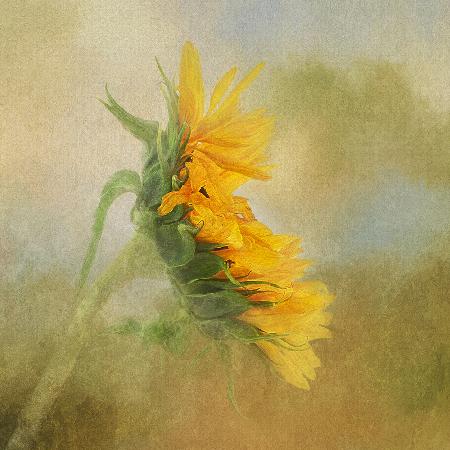 Verblassende Sonnenblume