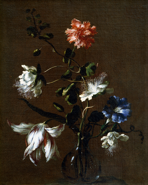 Still life of Caper Flowers, Carnations, Bindweed and Tulips from Gasparo Lopez