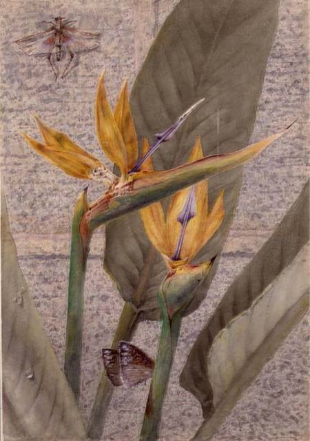 A Strelizia Lily from General John Chamberlayne