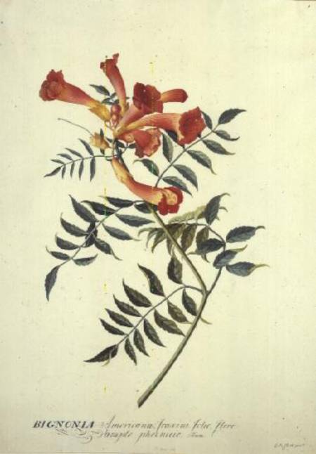 Bignonia americana, watercolour from Georg Dionysius Ehret
