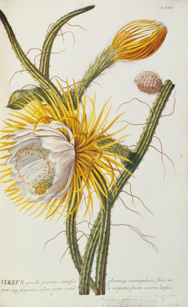 Cactus: Cereus from Trew's 'Plantae Selectae' 1750-73 from Georg Dionysius Ehret