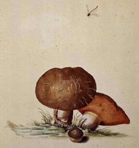 Cep Mushroom with Damsel Dragonfly from Georg Dionysius Ehret