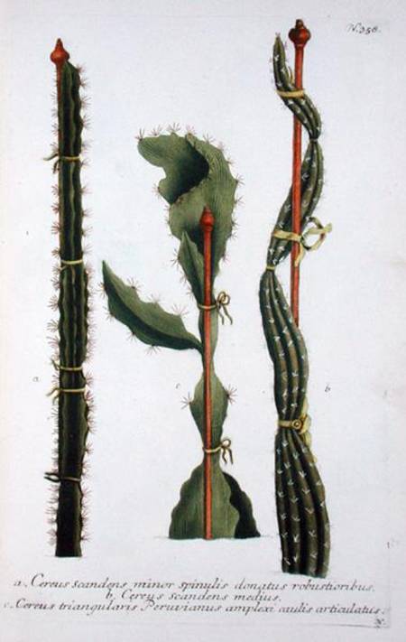 Cereus scandens minor, Cereus scandens medeus and triangularis Peruvianus, from 'Phytanthoza Iconogr from Georg Dionysius Ehret