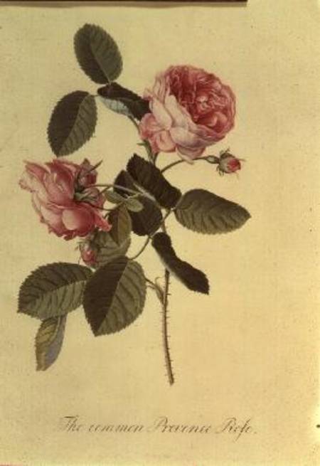 The Common Provence Rose from Georg Dionysius Ehret