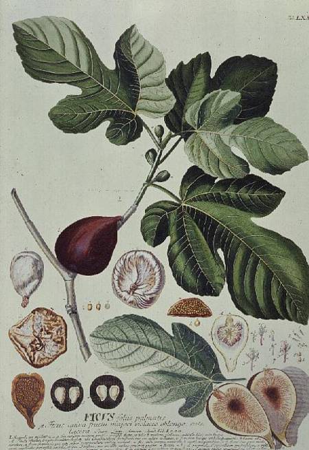Ficus (Fig) from Georg Dionysius Ehret