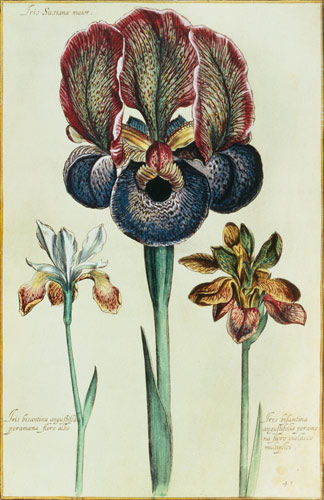 Iris susiana major and Iris bisantina angustifolia from Georg Dionysius Ehret