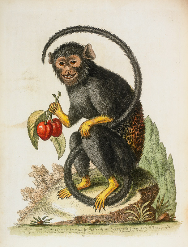 A Little Black Monkey Brought From The West Indies By Commodore Fitzroy Lee from George Edwards