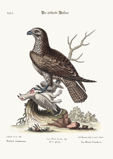 The ash-coloured Buzzard from George Edwards