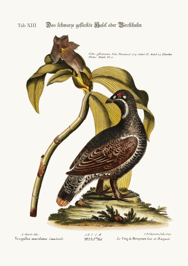The Black and Spotted Heathcock from George Edwards