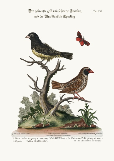 The Black and Yellow Frizled Sparrow, and the Brasilian Sparrow from George Edwards