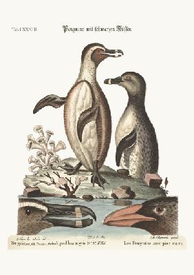 The black-footed Penguins