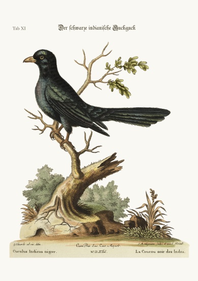 The black Indian Cuckow from George Edwards