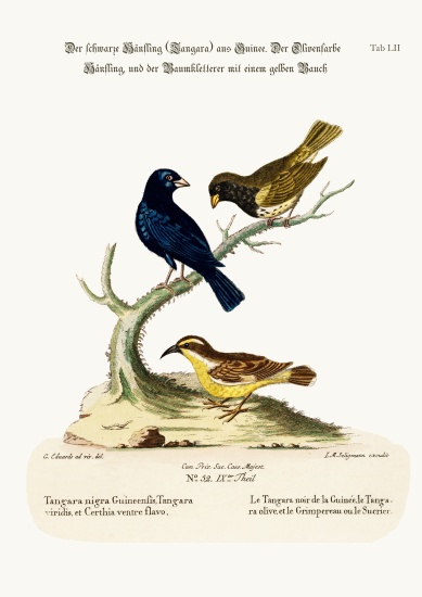 The Black Linnet, the Olive-coloured Linnet, and the Yellow-bellied Creeper from George Edwards