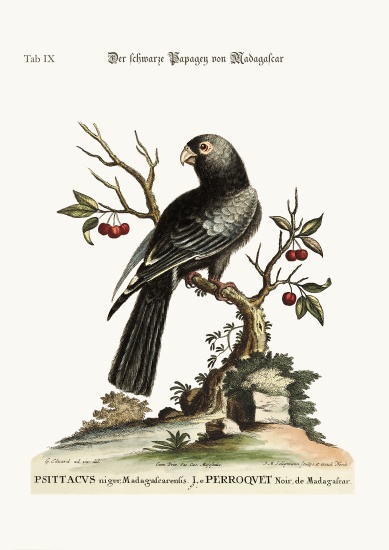 The black Parrot from Madagascar from George Edwards