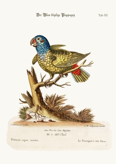 The Blue-headed Parrot from George Edwards