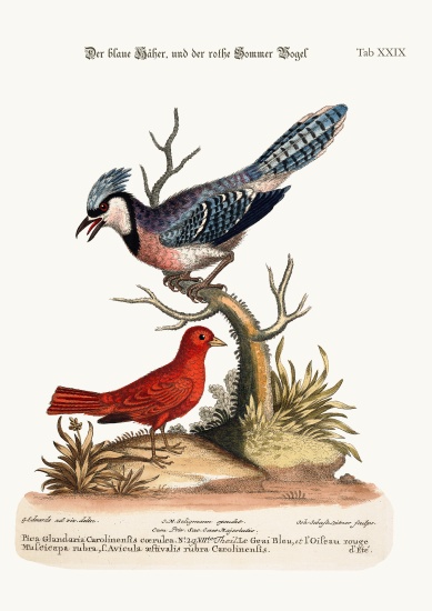The Blue Jay, and the Summer Red-Bird from George Edwards