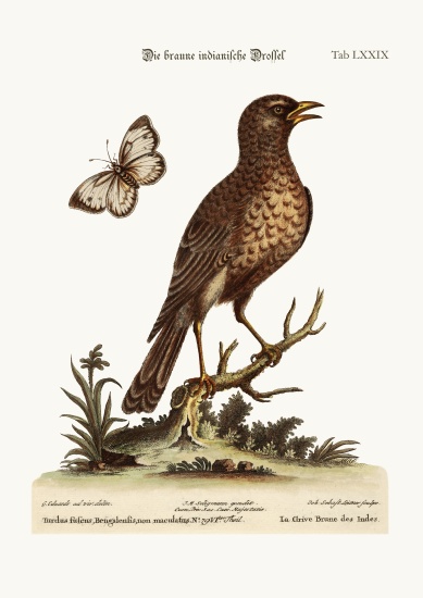 The Brown Indian Thrush from George Edwards