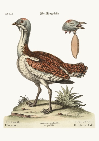 The Bustard Cock from George Edwards
