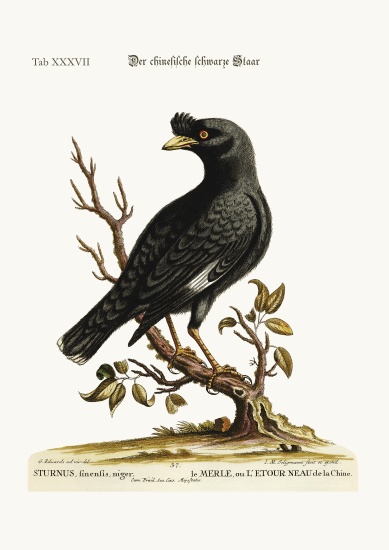 The chinese Starling or Black-Bird from George Edwards