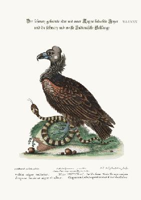 The Crested or Coped Black Vulture, and the Black and White Indian Snake