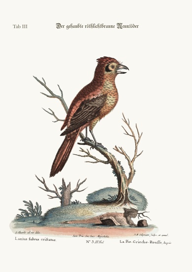 The crested Red or russit Butcher-Bird from George Edwards